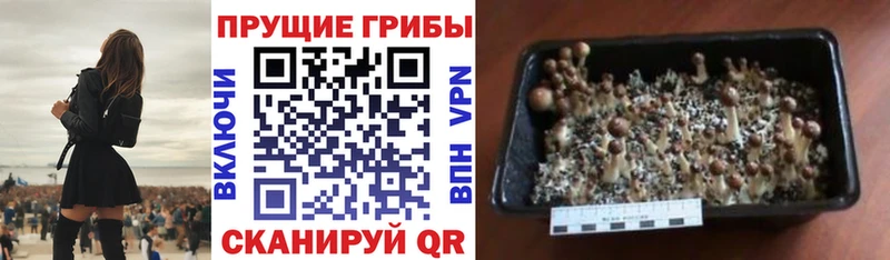 сайты даркнета какой сайт  Челябинск  Галлюциногенные грибы мицелий 